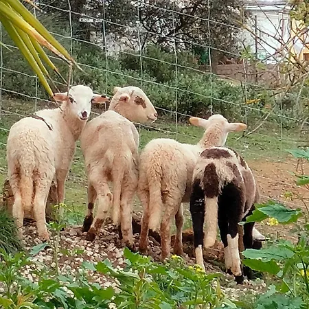 Todos Y Tonya ארצ'ידונה